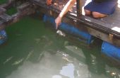 Comment nourrir un poisson nerveux crachant en Malaisie