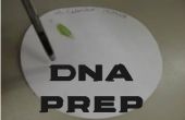 Préparation d’ADN de disque de papier