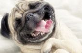 Comment faire votre chien rire