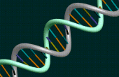 La Science de l’ADN ! 