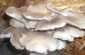 How to Grow Oyster Mushrooms (Low Tech)