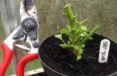 Élagage et protéger « Super » piment poivre plantes pour l’hiver