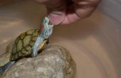 Comment nettoyer un réservoir de tortue aquatique