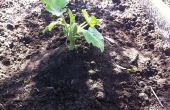Planté des semis de zucchini de fixation