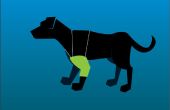 Protecteur de points de jambe de chien avec une chaussette