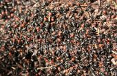 Comment se débarrasser des fourmis (ou) Comment faire pour tuer une Invasion de fourmis