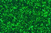 Laissez les cellules pièce lumineux lumière verte--in situ GFP Transfection