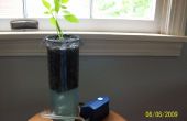 Single plant culture hydroponique (simple)