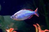 Melanotaenia praecox poissons arc-en-ciel néon