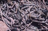 Comment survivre à la colère d’un mille serpents d’eau faim