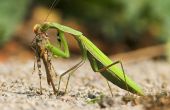 Comment élever des Baby Praying Mantis