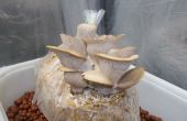 Comment cultiver des pleurotes de magasin acheté champignons