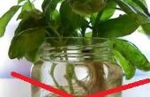 La manière de façon/non-eau paresseuse à racine/propager basilic et plantes Herb-y