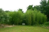 Clôtures en bambou