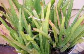 Aloe vera ! plus qu’une plante ! (en utilisant une plante pour repousser les escargots!) 