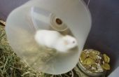CoolRunnings : Roue de souris/hamster de Hi Speed pour 3 euros