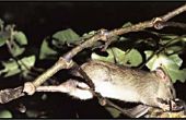 Élimination des rats arbre