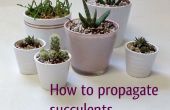 Comment propager les plantes succulentes