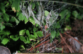 Rendre effrayant faux spider webs - rapides et faciles ! 