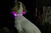 Sortie de la lumière (LED) Collier de chien de cuir