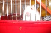 Régal de hamster artisanale (:
