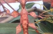 Prenant Care of Australian épineuses feuilles insectes