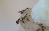 Régime alimentaire artificiel pour les fourmis