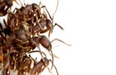 Recueillir les colonies de fourmis à l’aide de fourmis légionnaires