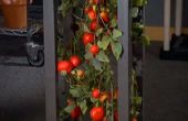 Tour de tomate