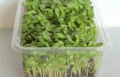 Tournesol Micro verts dans une boîte en plastique de la salade de plus en plus
