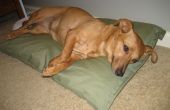 Comment faire un lit simple et mignon chien en 10 minutes