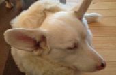Une alternative douce à Khay collier pour chien