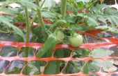 Auvent de jardin pour les tomates