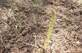 Comment cultiver des asperges