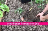 Como plantaire Tomate