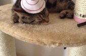 Chapeau pour chats à cône