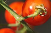 Pollinisation des tomates