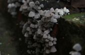 Un groupe de champignons