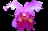Re-Pot An Orchid, si vous jamais sur l’eau à nouveau (recyclage et réutilisation)