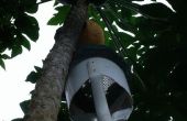 Sélecteur de papaye résistante