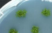 Épurateur de CO2 simples algues Accueil - partie II des Cultures d’algues et de l’élevage