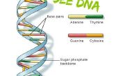 Comment extraire et voir ADN pour pas cher