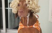 Costume d’Halloween facile chien - Beach Girl