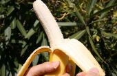 Comment manger une banane comme un singe