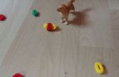 Petit chien jouet pour votre jouet chiens