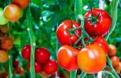 Inhabituelle des moyens à utiliser tomates