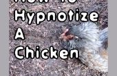 Comment hypnotiser une poule