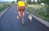 Promeneur de chien à vélo