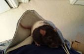 Créer A Rat hamac avec A Toms sac de transport