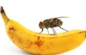 Comment faire pour éloigner les mouches de fruits dans votre maison
